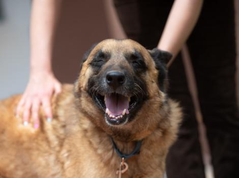 Person petting a shepherd dog whose mouth is open and eyes closed in bliss